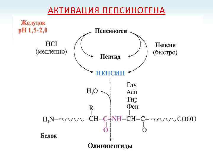 АКТИВАЦИЯ ПЕПСИНОГЕНА 