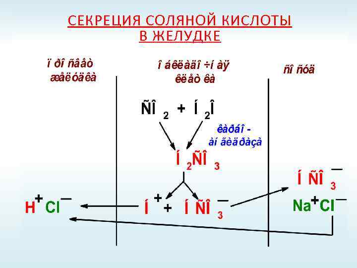 СЕКРЕЦИЯ СОЛЯНОЙ КИСЛОТЫ В ЖЕЛУДКЕ 