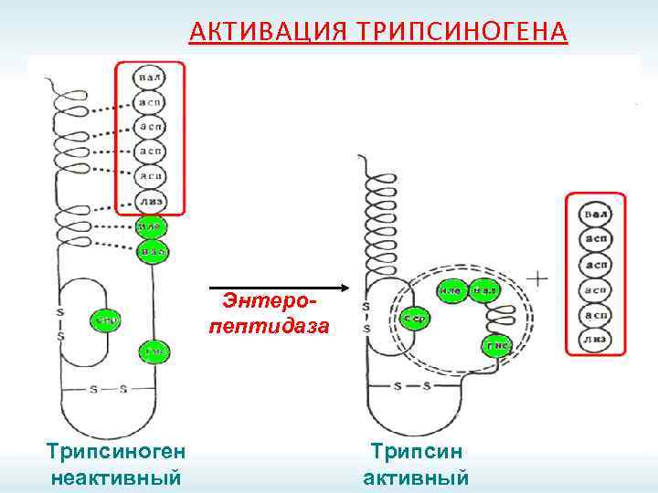 АКТИВАЦИЯ ТРИПСИНОГЕНА Энтеропептидаза Трипсиноген неактивный Трипсин активный 