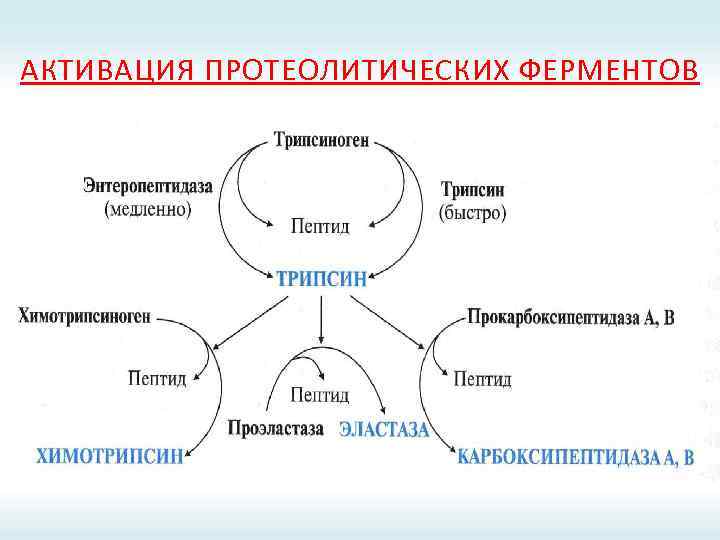 АКТИВАЦИЯ ПРОТЕОЛИТИЧЕСКИХ ФЕРМЕНТОВ 