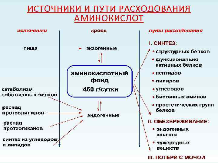 ИСТОЧНИКИ И ПУТИ РАСХОДОВАНИЯ АМИНОКИСЛОТ 