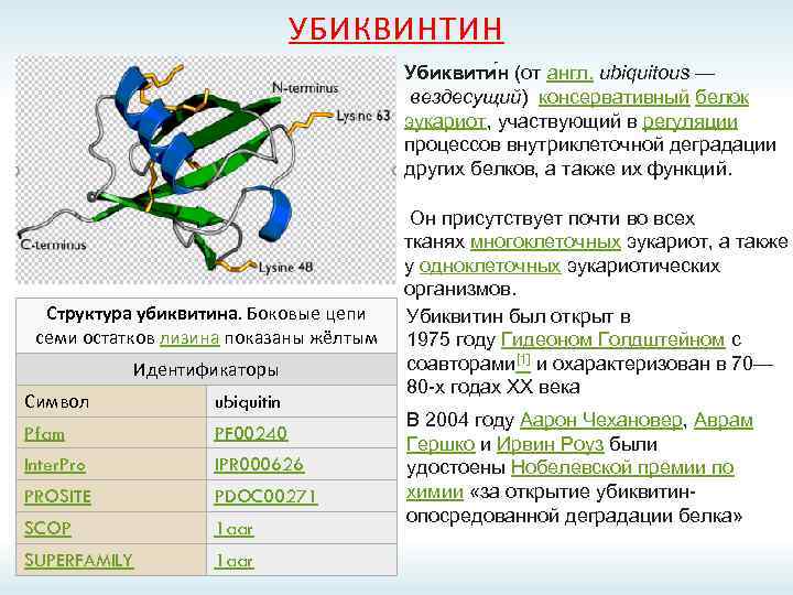 УБИКВИНТИН Убиквити н (от англ. ubiquitous — вездесущий) консервативный белок эукариот, участвующий в регуляции