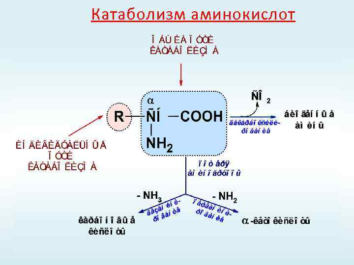 Катаболизм аминокислот 