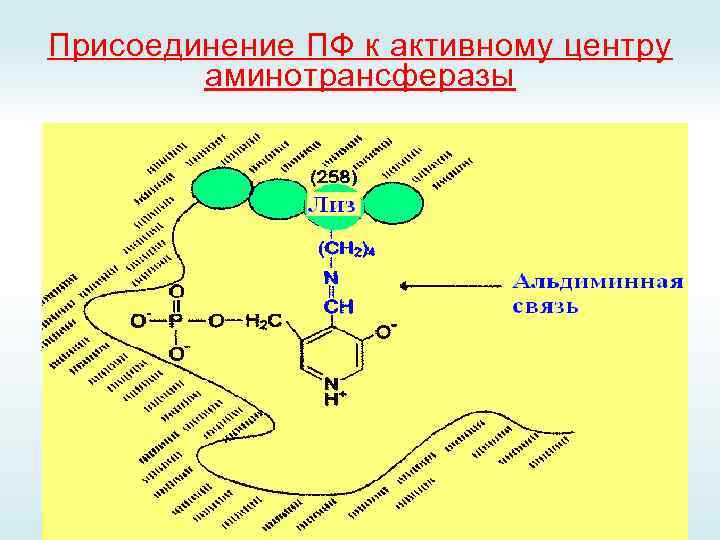 Присоединение ПФ к активному центру аминотрансферазы 