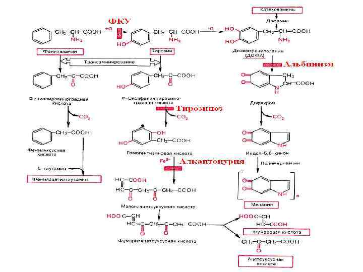 Синтез тирозина. Схема синтеза меланина из тирозина. Синтез меланина тирозиназа. Схема синтеза кетоновых тел в биохимии. Схема превращения тирозина в меланин.