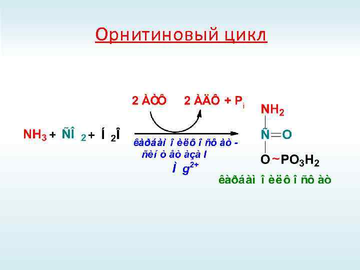 Орнитиновый цикл 
