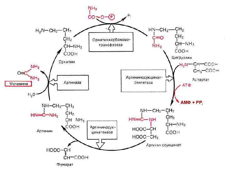 АМФ + РРi 