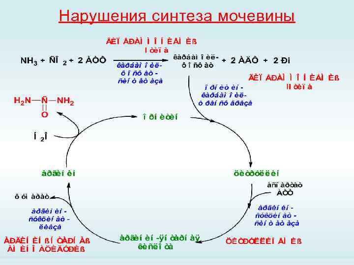 Нарушения синтеза мочевины 