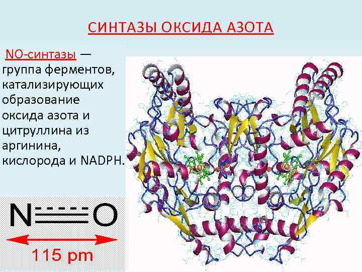 СИНТАЗЫ ОКСИДА АЗОТА NO-синтазы — группа ферментов, катализирующих образование оксида азота и цитруллина из