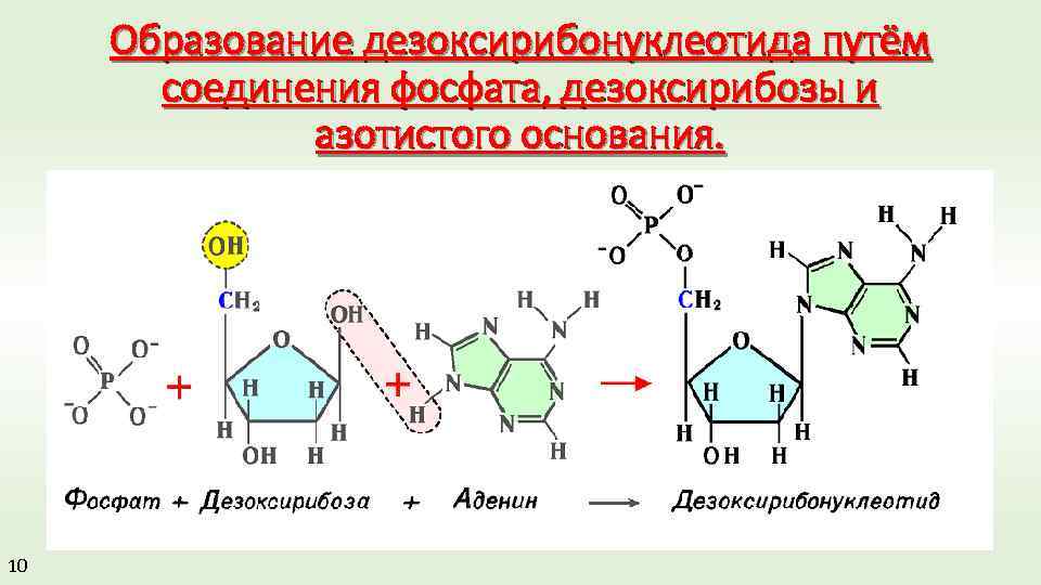 Первичная структура нуклеотида. Строение аденилового дезоксирибонуклеотида. Общая схема образования нуклеотидов. Строение пиримидиновых мононуклеотидов. Аденин строение нуклеотида.