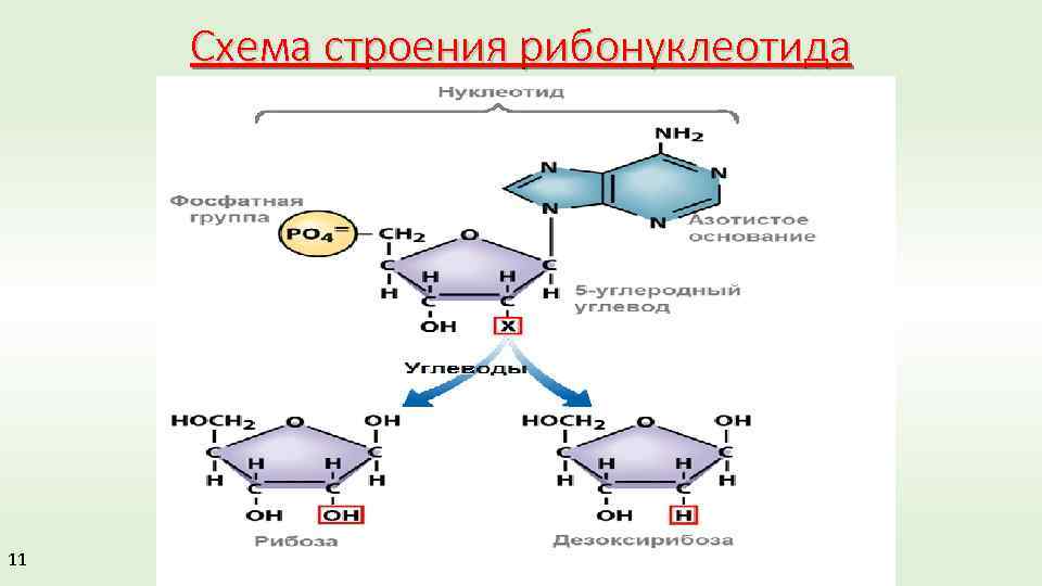 Схема строения нуклеотида общая формула