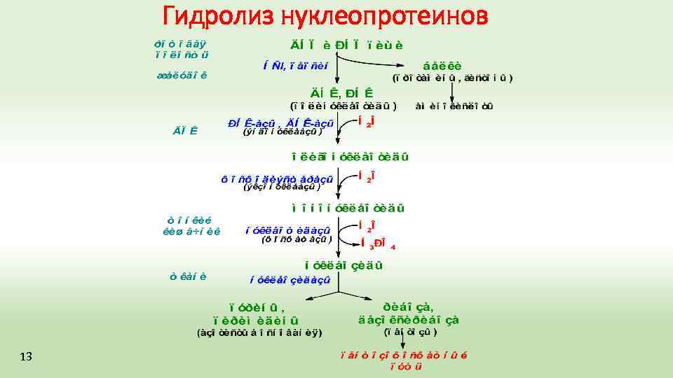 Гидролиз нуклеопротеинов 13 