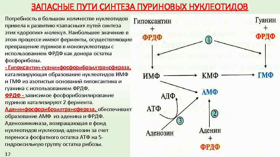 Общие схемы анаболизма нуклеотидов