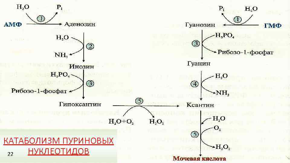 Схема синтеза пуриновых нуклеотидов