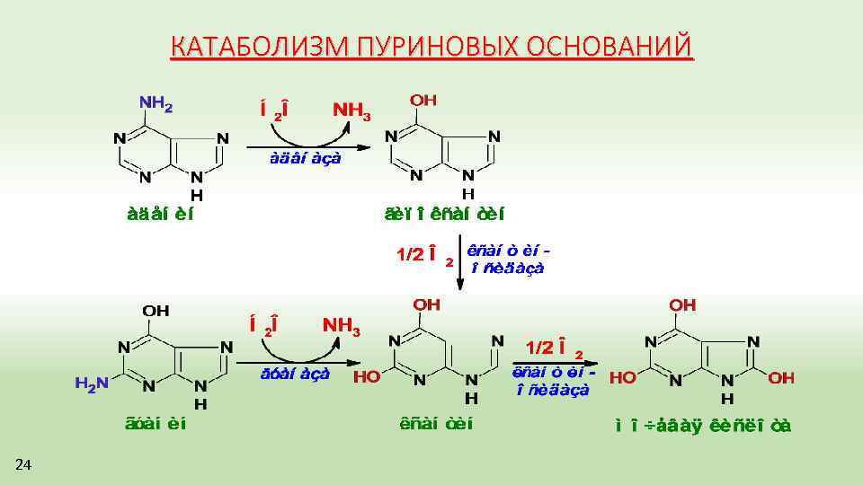КАТАБОЛИЗМ ПУРИНОВЫХ ОСНОВАНИЙ 24 