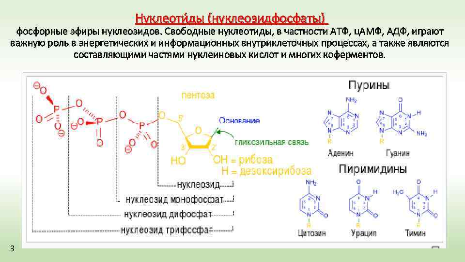 Нуклеотид состоит из ответ. Строение пиримидиновых мононуклеотидов. Строение мононуклеотидов биохимия. Строение мононуклеотидов ТМФ АДФ ЦАМФ. Нуклеиновые кислоты и мононуклеотидов. Строение.