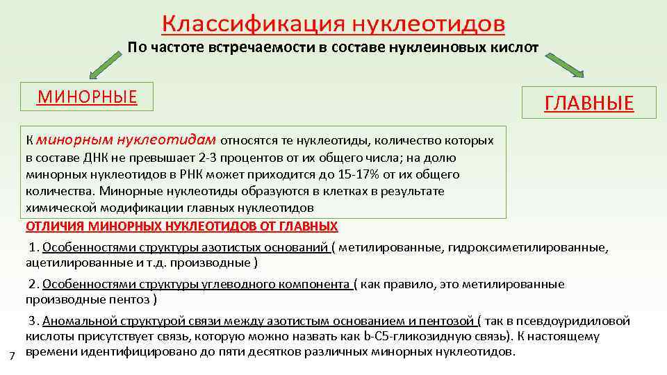 По частоте встречаемости в составе нуклеиновых кислот МИНОРНЫЕ ГЛАВНЫЕ К минорным нуклеотидам относятся те