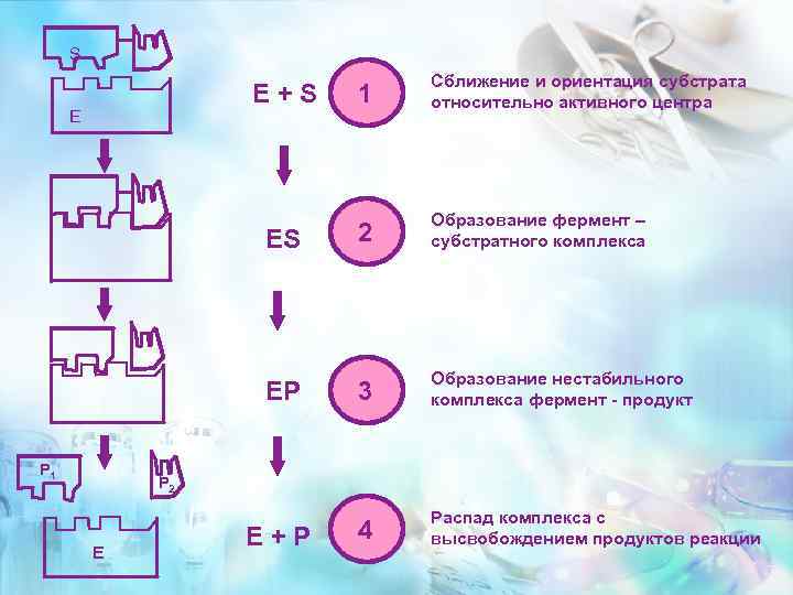 S E + S ES Р 1 2 Образование фермент – субстратного комплекса EP