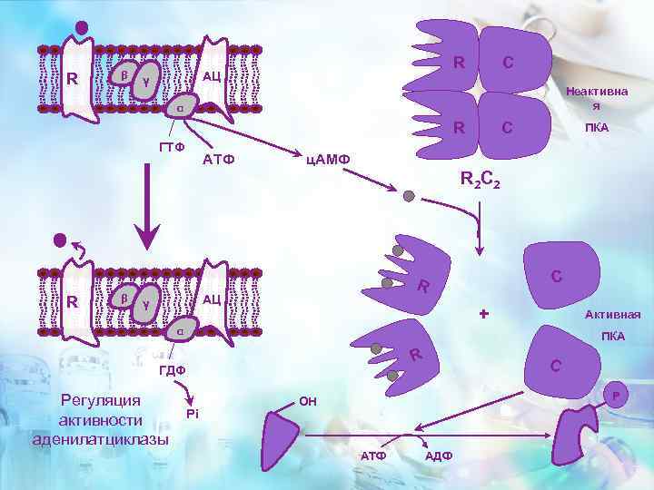 R β R АЦ γ C Неактивна я α R ГТФ АТФ C ПКА