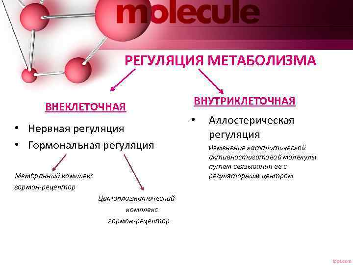 РЕГУЛЯЦИЯ МЕТАБОЛИЗМА ВНЕКЛЕТОЧНАЯ • Нервная регуляция • Гормональная регуляция Мембранный комплекс гормон-рецептор Цитоплазматический комплекс