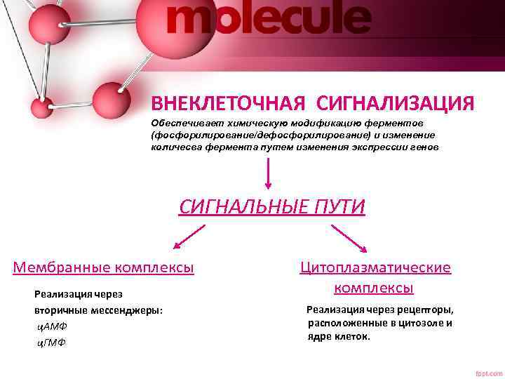 ВНЕКЛЕТОЧНАЯ СИГНАЛИЗАЦИЯ Обеспечивает химическую модификацию ферментов (фосфорилирование/дефосфорилирование) и изменение количесва фермента путем изменения экспрессии