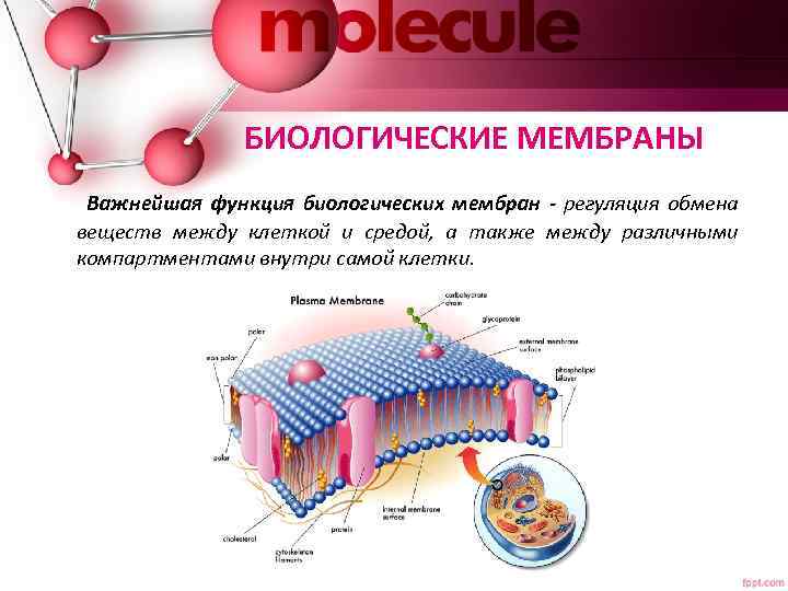 БИОЛОГИЧЕСКИЕ МЕМБРАНЫ Важнейшая функция биологических мембран - регуляция обмена веществ между клеткой и средой,