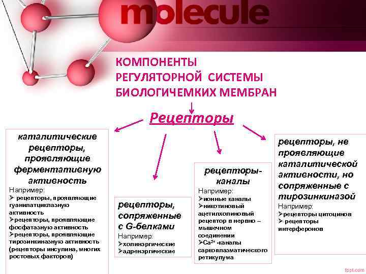 КОМПОНЕНТЫ РЕГУЛЯТОРНОЙ СИСТЕМЫ БИОЛОГИЧЕМКИХ МЕМБРАН Рецепторы каталитические рецепторы, проявляющие ферментативную активность рецепторыканалы Например: Ø