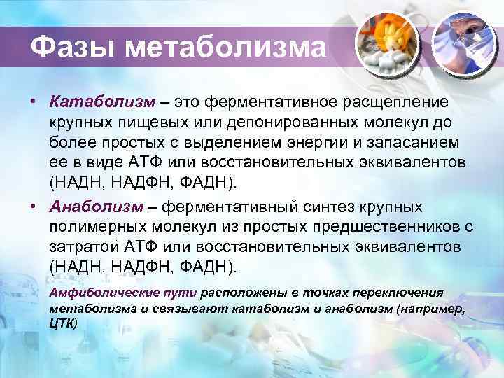 Фазы метаболизма • Катаболизм – это ферментативное расщепление крупных пищевых или депонированных молекул до