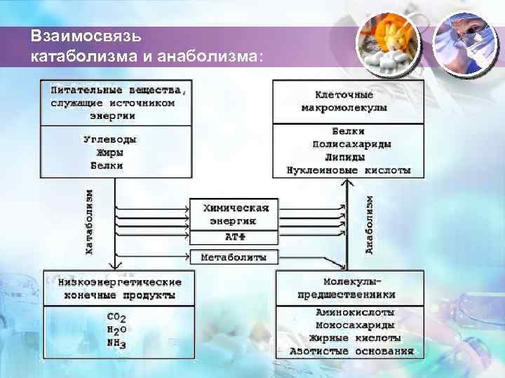 Взаимосвязь катаболизма и анаболизма: 