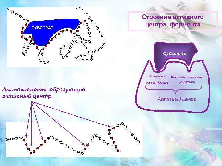 Строение активного центра фермента Субстрат Участок Каталитический участок связывания Аминокислоты, образующие активный центр Активный