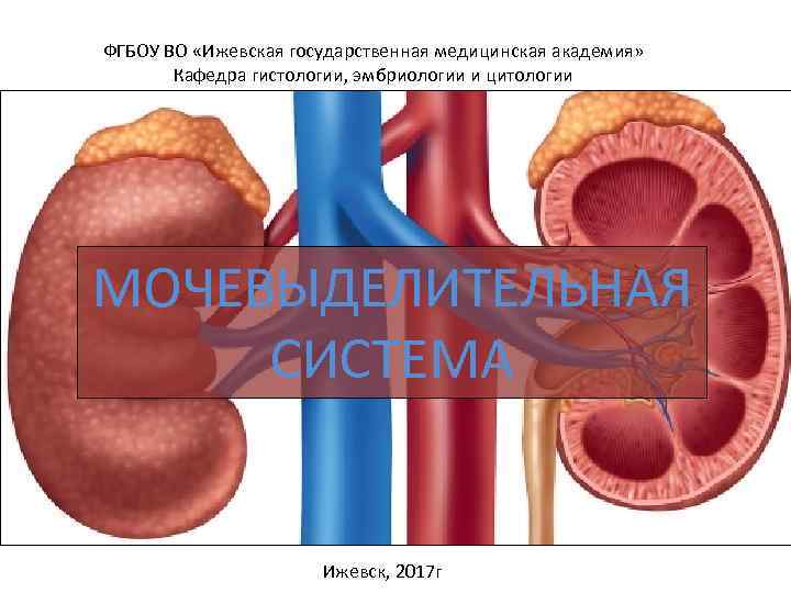 ФГБОУ ВО «Ижевская государственная медицинская академия» Кафедра гистологии, эмбриологии и цитологии МОЧЕВЫДЕЛИТЕЛЬНАЯ СИСТЕМА Ижевск,