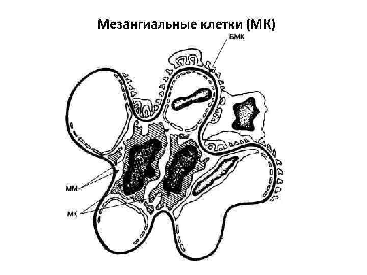 Базальная мембрана клубочка. Мезангий клубочков гистология. Мезангиальные клетки почечных клубочков. Подоциты мезангиальные клетки. Мезангиальные клетки почечного тельца.