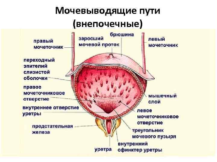 Мочевыводящие пути (внепочечные) 