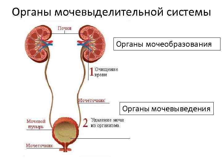 Органы мочевыделительной системы Органы мочеобразования Органы мочевыведения 