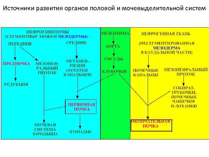 Источники развития органов половой и мочевыделительной систем 