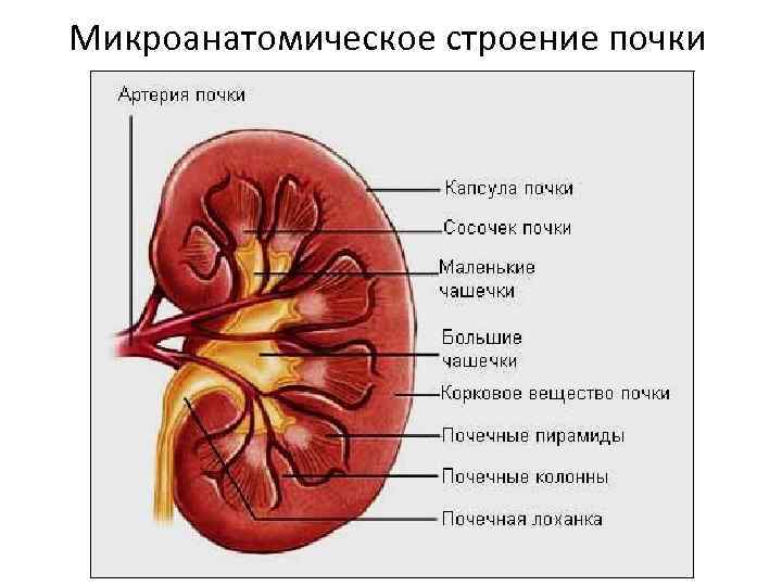 Микроанатомическое строение почки 