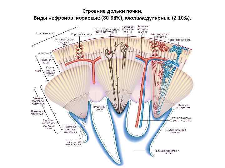 Строение дольки почки. Виды нефронов: корковые (80 -98%), юкстамедулярные (2 -10%). 