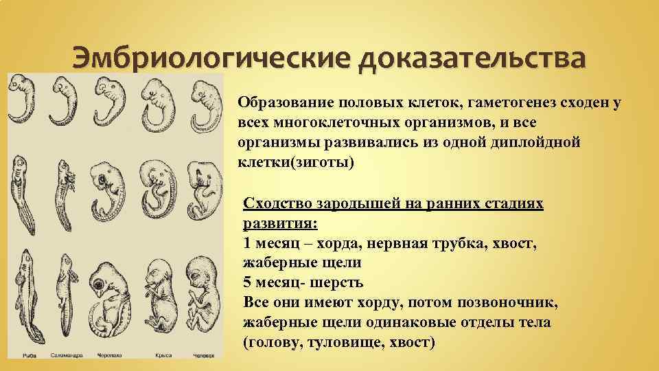 Эмбриологические доказательства Образование половых клеток, гаметогенез сходен у всех многоклеточных организмов, и все организмы