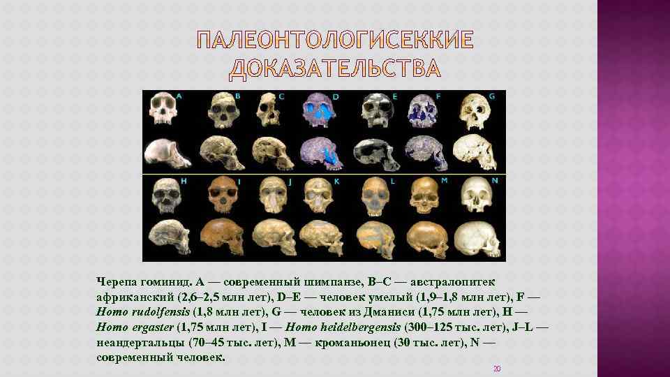 Черепа гоминид. A — современный шимпанзе, B–C — австралопитек африканский (2, 6– 2, 5