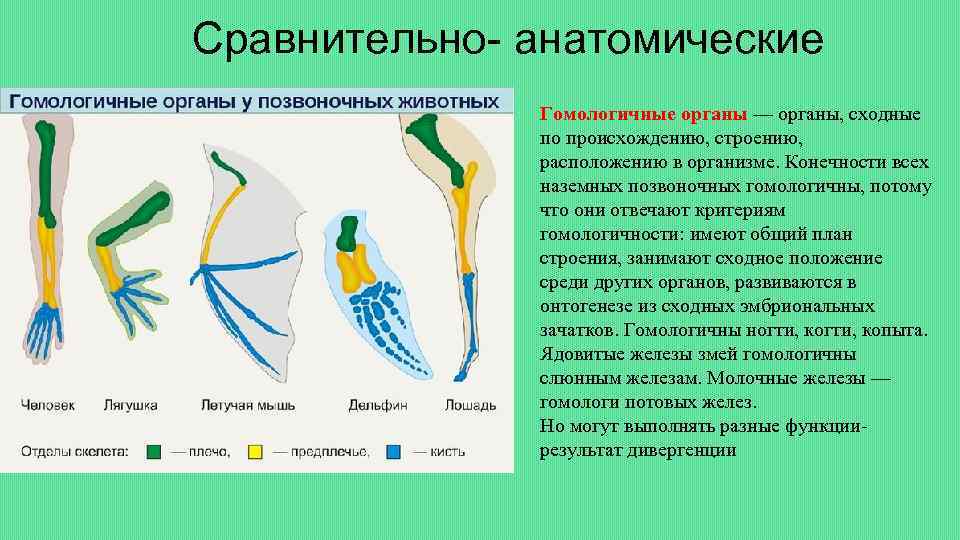 Сравнительно- анатомические Гомологичные органы — органы, сходные по происхождению, строению, расположению в организме. Конечности