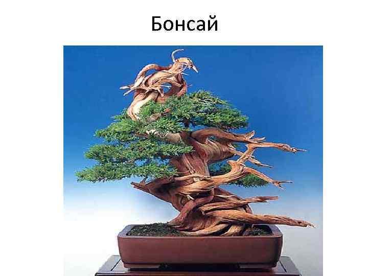 Бонсай 