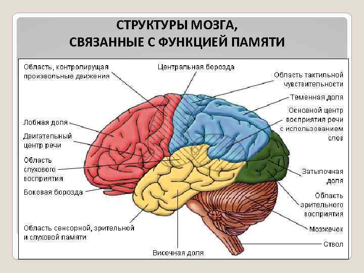 СТРУКТУРЫ МОЗГА, СВЯЗАННЫЕ С ФУНКЦИЕЙ ПАМЯТИ 