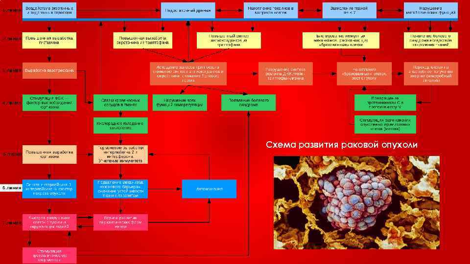 Схема развития раковой опухоли 