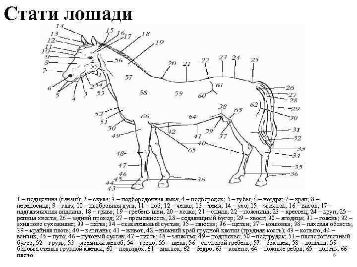 Лошадиная стать