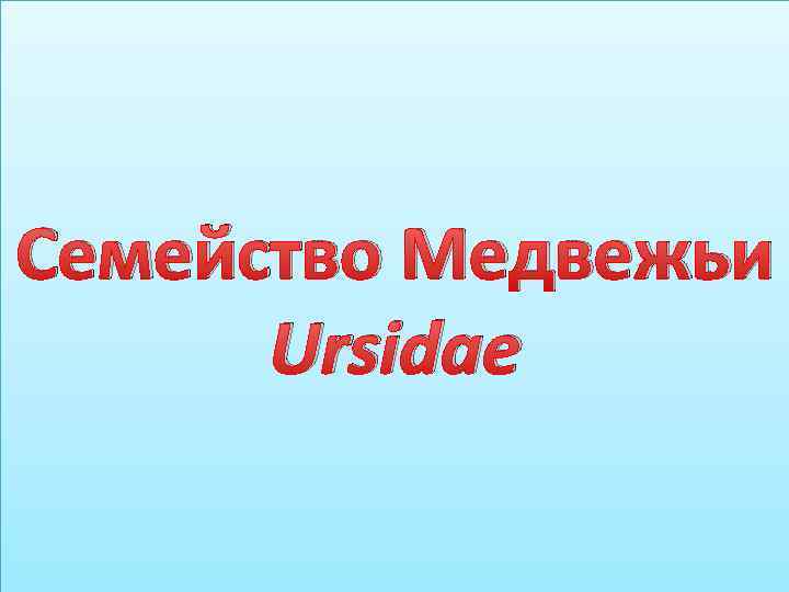 Семейство Медвежьи Ursidae 