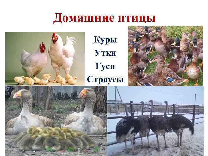 Домашние птицы Куры Утки Гуси Страусы 1 