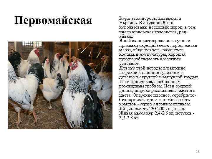 Первомайская Куры этой породы выведены в Украине. В создании были использованы несколько пород, в
