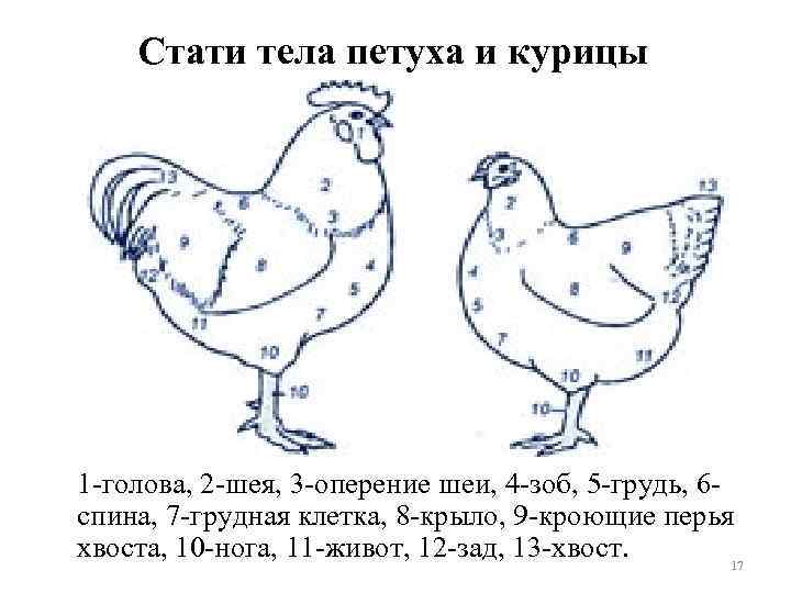 Стати тела петуха и курицы 1 голова, 2 шея, 3 оперение шеи, 4 зоб,