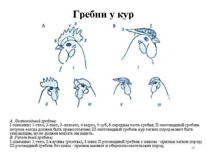 Гребни у кур А. Листовидный гребень: I описание: 1 тело, 2 лист, 3 опахало,