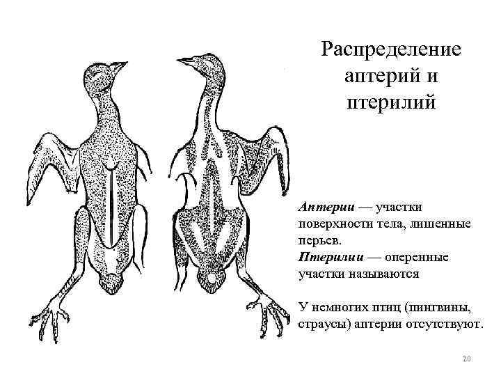 Распределение аптерий и птерилий Аптерии — участки поверхности тела, лишенные перьев. Птерилии — оперенные